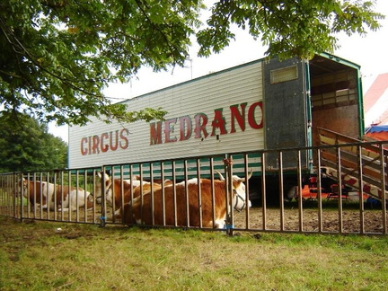 4Zwitserse ossen en trailer CircusMedrano