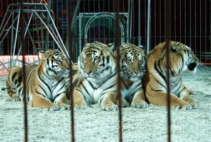 4 tijgers liggend