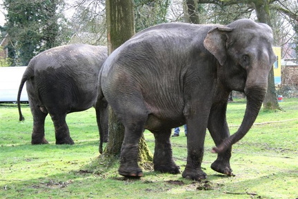 olifanten schuren langs bomen