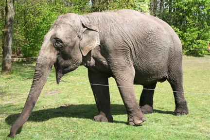 olifant1