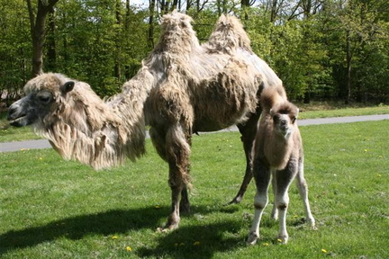 kameel met jong