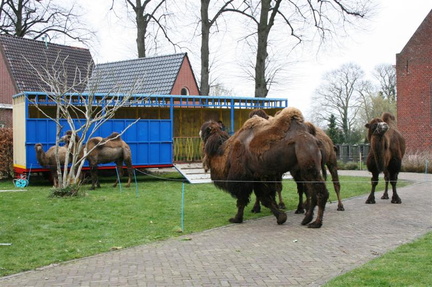 kamelen bij stalwagen