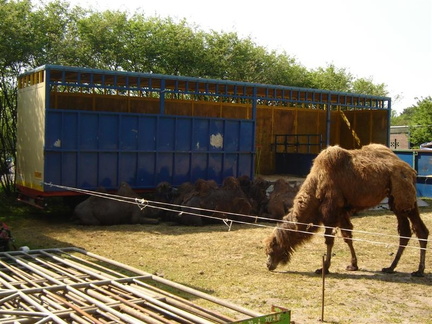 trailer-dierentransport tbv kamelen2