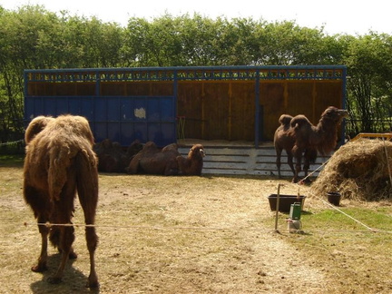trailer dierentransport tbv kamelen1
