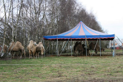 stallentent tbv kamelen