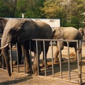 olifanten (Adi Enders)